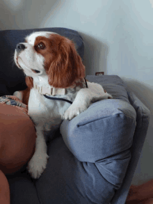 a cavalier king charles spaniel laying on a couch