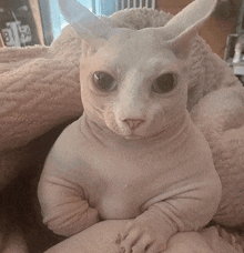 a hairless cat is sitting on a pillow and looking at the camera with a clock in the background that says 312