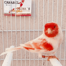 a red and white bird is sitting in a cage with a canaril pauba 's sign behind it