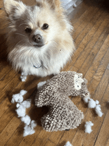 a small dog is sitting next to a stuffed animal that has been destroyed