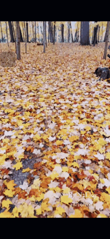 a dog is walking through a pile of leaves in the woods on october 29 2013