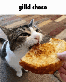 a cat is eating a slice of bread with a caption that says gild cheese