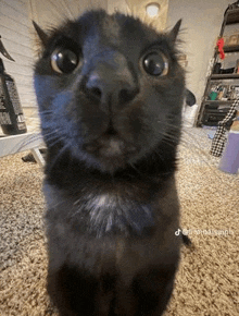 a black cat is sitting on its hind legs on a carpet and looking up at the camera .