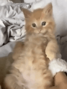 a kitten is sitting on a person 's lap with a bandage on its paw .