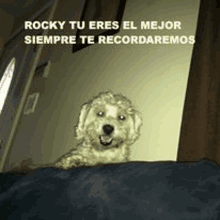 a small dog is laying on a couch and looking at the camera with a caption in spanish .