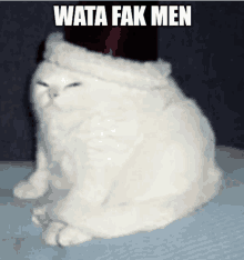 a white cat wearing a hat that says ' weta fak men ' on the bottom