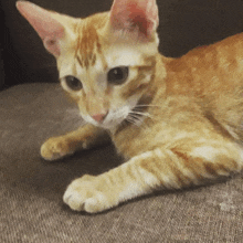 an orange and white cat laying on a couch