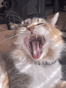 a cat yawning in front of a cardboard box that says 1bh