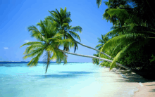 a beach with palm trees and a blue ocean