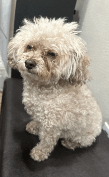 a small white dog is sitting on a black table and looking at the camera