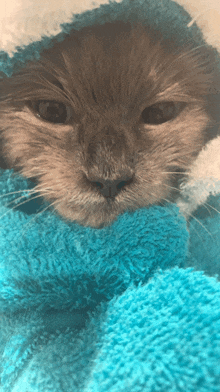 a cat wrapped in a blue blanket looks at the camera