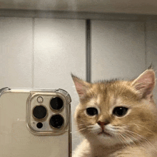 a kitten is looking at the camera of a phone