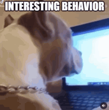 a dog is looking at a computer screen with the words `` interesting behavior '' written above it .