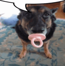 a dog with a pink pacifier in his mouth