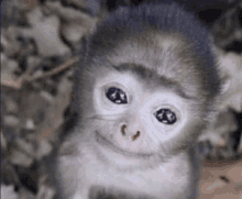 a baby monkey is smiling for the camera .