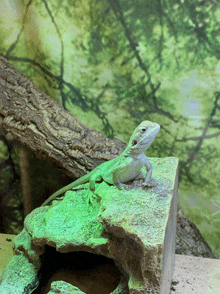 a lizard is sitting on a rock with green lights behind it