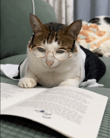 a brown and white cat wearing glasses is reading a book