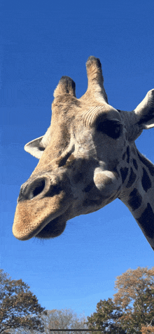 a close up of a giraffe 's face with trees in the background