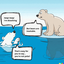 a polar bear talking to another polar bear in the water