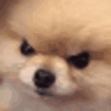 a close up of a pomeranian dog with a serious look on its face .