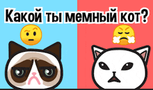 a grumpy cat and an angry cat with a yellow smiley face on top