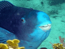 a close up of a blue fish swimming in the ocean