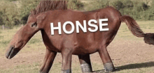 a brown horse with the word honse on it