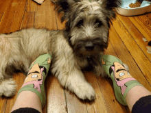 a dog laying on a wooden floor next to a person 's feet wearing socks with cartoon faces on them