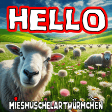 a picture of sheep in a field with the words hello miesmuschelartwurmchen below it