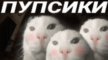 three white cats with blush on their cheeks are looking at the camera with the words " пупсики " in white letters above them