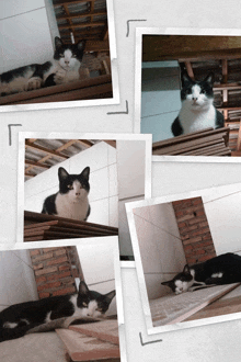 a black and white cat is laying on a wooden shelf