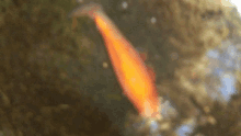 a close up of a fish in a pond with a blurry background