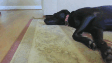 a black dog with a red collar is laying on the floor