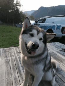 a husky dog is sitting on a wooden deck in front of a stopern truck