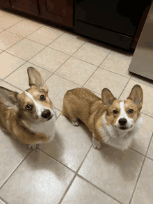 two corgi dogs are laying on a tiled floor and looking at the camera