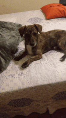 a dog laying on a bed with a pillow