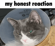 a gray and white cat wearing a plastic cone with the words my honest reaction below it