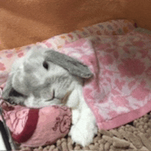 a rabbit is sleeping under a pink blanket on a rug