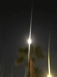 a palm tree is lit up at night with a street light in the foreground