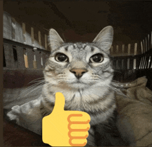 a cat giving a thumbs up next to an emoji of a hand