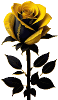 a black and yellow rose with black leaves against a white background