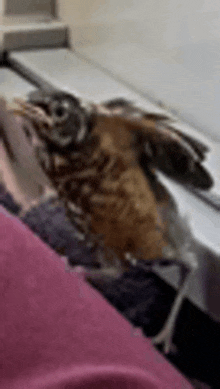 a small bird is sitting on a person 's lap on a window sill .