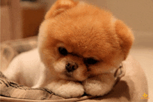 a small brown and white dog laying on a bed with a yellow b on the bottom