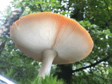 a close up of a mushroom with a white stem and a orange cap