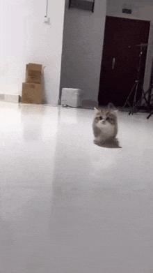 a cat is walking across a white floor in a room .