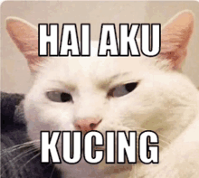 a white cat with the words hai aku kucing written on it