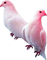 two white pigeons with red beaks are sitting next to each other on a white background