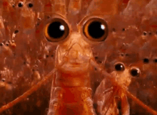 a close up of a shrimp with big eyes looking at the camera