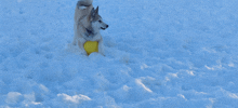 a dog in the snow with a yellow frisbee in its paws