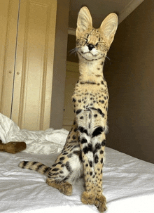 a cat with its eyes closed sitting on a bed